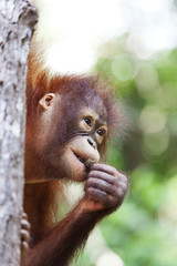 Orangutan in a tree, Borneo.