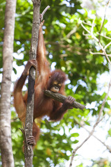 Orangutan holding a tree branch, Borneo.
