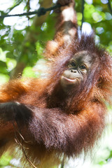 Orangutan in a tree, Borneo. © davidevison