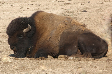 Bison