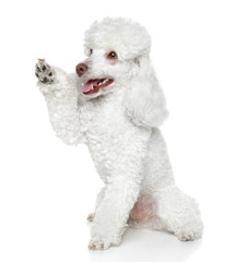 Toy Poodle gives that a paw