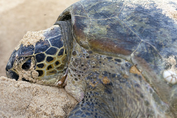 Green turtle on the beach.