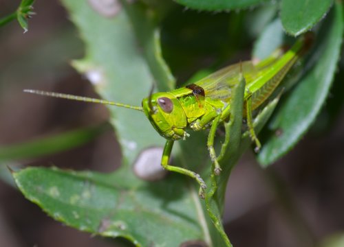 Green grasshoper close up in grass