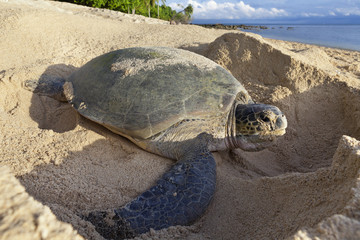 Green turtle laying eggs on the beach.