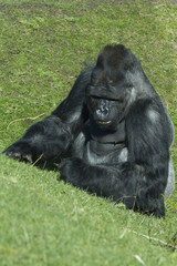 gorilla