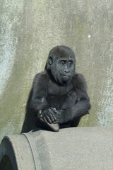 baby gorilla