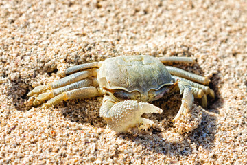 Krebs im Sand
