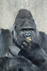 gorilla