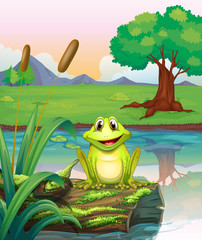 Fototapeta premium A frog at the lake