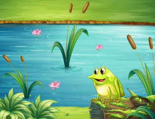Une grenouille au bord de la rivière