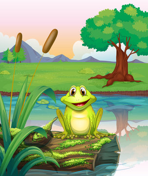 A frog at the lake