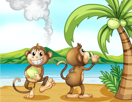 Two monkeys at the beach
