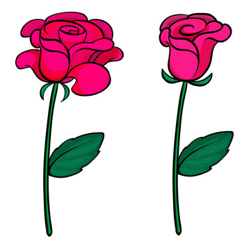 Two fresh roses