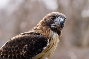Red-Tailed Hawk