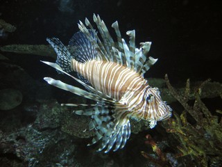 Feuerfisch  Pteroinae