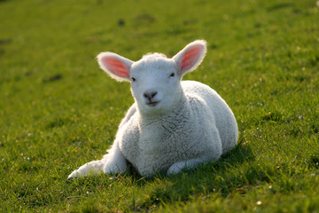 Baby Sheep