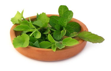 Medicinal herbs over white background