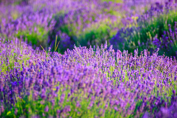 Lavender field in the summer