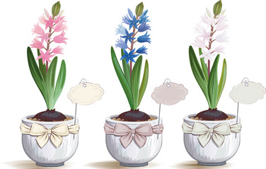 Hyacinths in flowerpots over white background