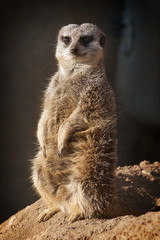 Meerkat