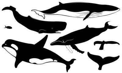 Obraz premium whales