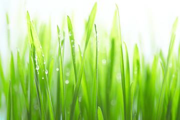 Fototapeta na wymiar Water drops on the green grass