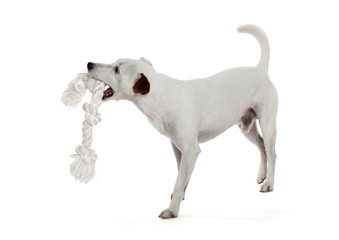 Jack Russell Terrier playing with biting rope