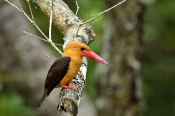 Brown-winged Kingfisher