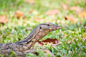 reptile in forest