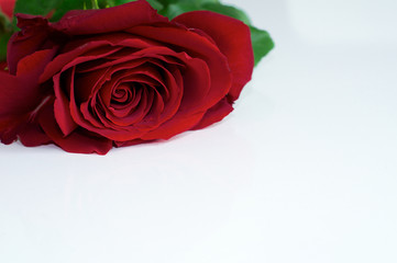 rote Rose auf weißem Untergrund