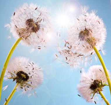 Fototapeta Wünsche erfüllen: Pusteblumen im Sonnenlicht