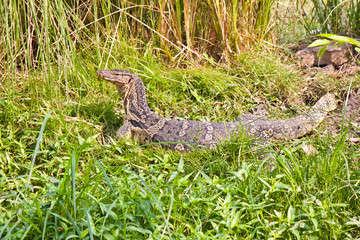 reptile in forest