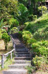 Fototapety  Stairway to jungle