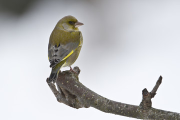 Oiseau verdier d'Europe mâle en hiver