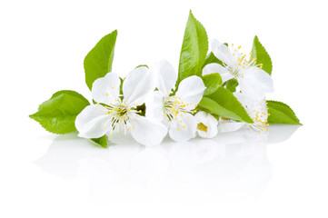 Spring Blossoms of fruit trees Isolated on white background