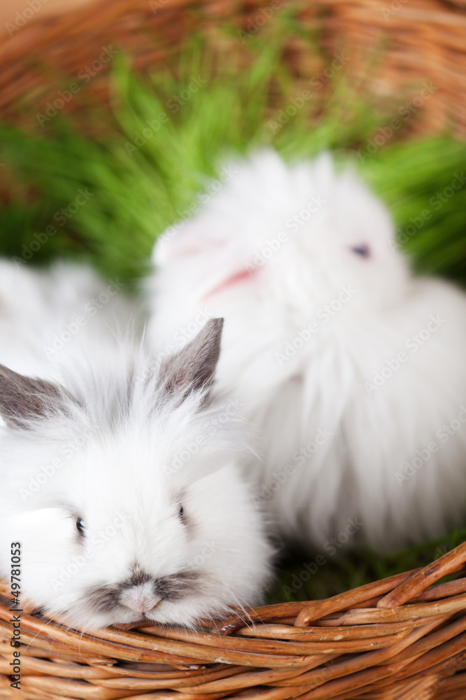 Wall mural Two white rabbits are in the braided basket with green grass