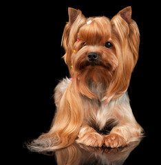 Yorkshire Terrier on black