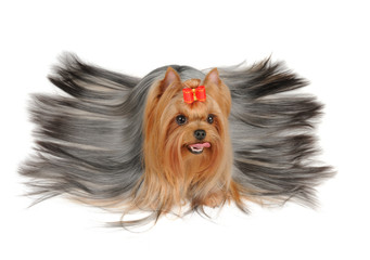 Yorkshire Terrier with long hair