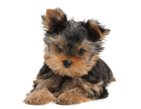 Small puppy of the Yorkshire Terrier