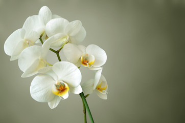 orchidee weiß
