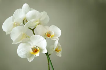 Fotobehang orchidee wit © Yuri_B
