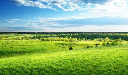 Fotobehang veld van lentegras en bos © Iakov Kalinin