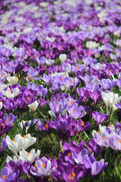 purple and white crocuses in a field