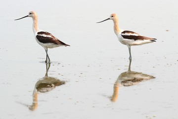 American Avocet (Recurvirostra americana)