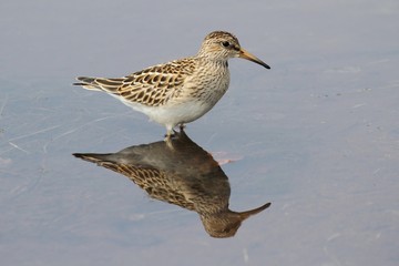 Pectoral Sandpiper (Calidris melanotos)