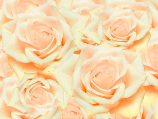 Close up of roses flowers background