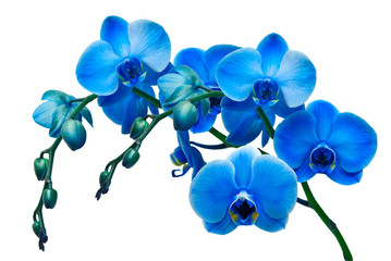 Obraz na płótnie Canvas orchid isolated on white background