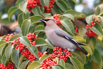 Bohemian Waxwing