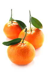 Tangerines