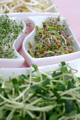 Fresh sprouts: radish, alfalfa, sunflower and soybean - obrazy, fototapety, plakaty